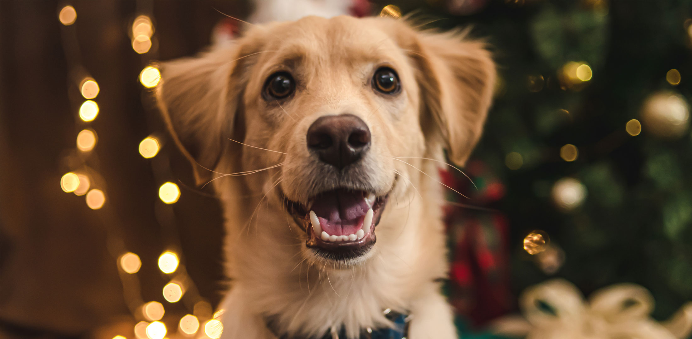 Keeping your pets safe at Christmas